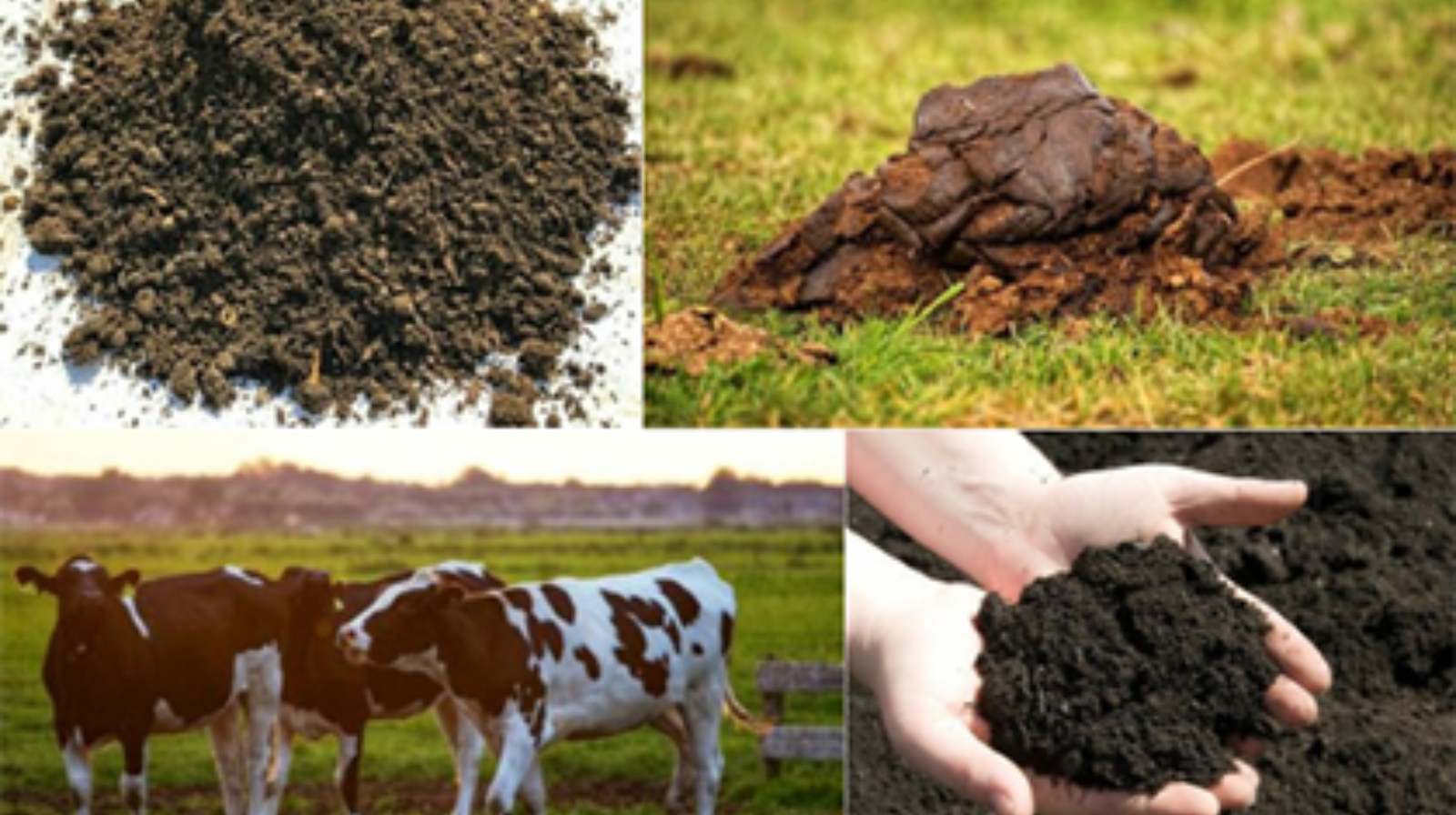 Cow Dung